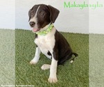 Makayla - Female Borador Dog for Adoption - Small photo