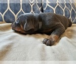 Small Photo #4 Doberman Pinscher Puppy For Sale in KEMPNER, TX, USA