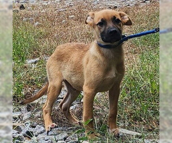 Medium Photo #1 Labrador Retriever-Unknown Mix Puppy For Sale in Wetumpka, AL, USA