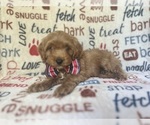 Small #3 Cavapoo
