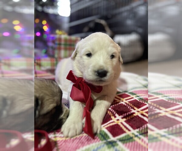 Medium Photo #4 Anatolian Pyrenees Puppy For Sale in CULDESAC, ID, USA