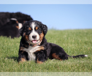 Bernese Mountain Dog Puppy for Sale in THEDFORD, Nebraska USA