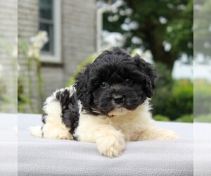 Cavachon Puppy for sale in GORDONVILLE, PA, USA