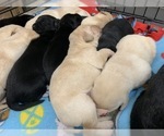 Small Photo #3 Labrador Retriever Puppy For Sale in WILSONVILLE, OR, USA