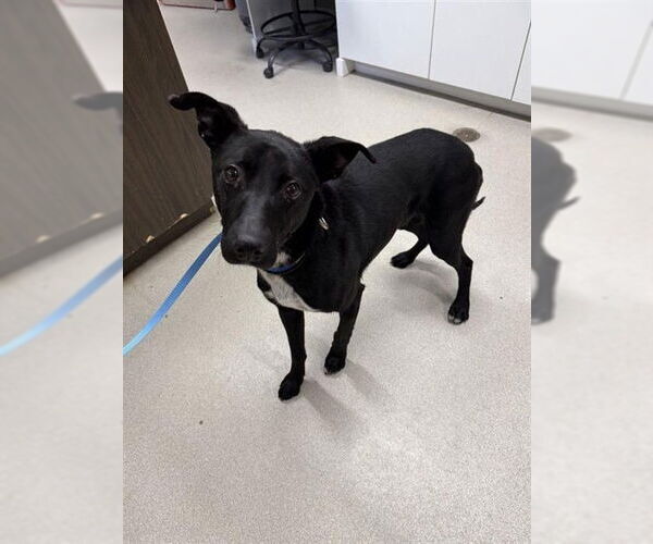 Medium Photo #2 Pointer-Siberian Husky Mix Puppy For Sale in Fairbanks, AK, USA