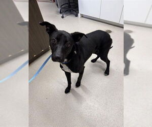 TWO - Male Pointer-Siberian Husky Mix Dog for Adoption - Photo #2