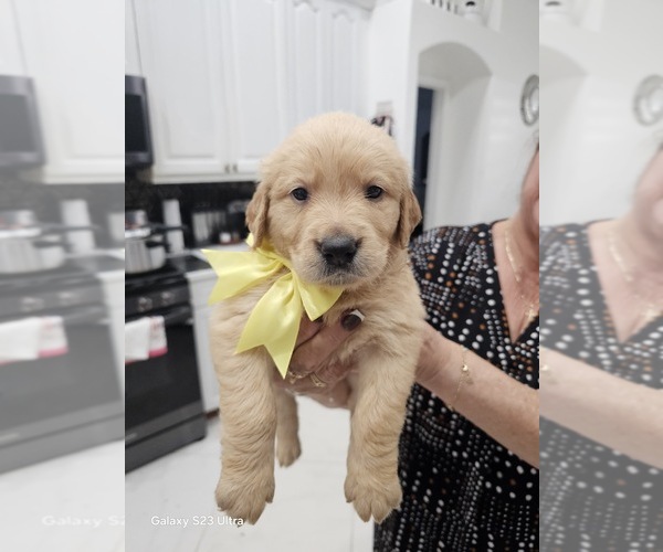 Medium Photo #33 Golden Retriever Puppy For Sale in ORLANDO, FL, USA