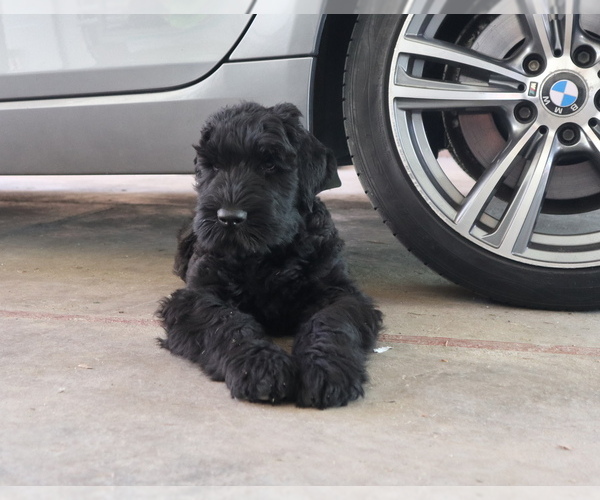 Medium Photo #1 Black Russian Terrier Puppy For Sale in Ruma, Vojvodina, Serbia