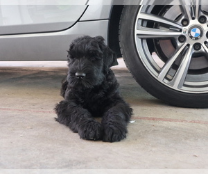 Black Russian Terrier Puppy for sale in Ruma, Vojvodina, Serbia