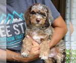 Small #3 Bernedoodle (Miniature)