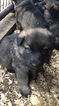 Small Photo #8 German Shepherd Dog Puppy For Sale in NEW BRAUNFELS, TX, USA
