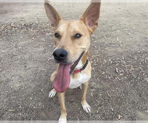 Medium Photo #3 Labrador Retriever-Unknown Mix Puppy For Sale in Martinez, CA, USA