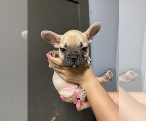French Bulldog Puppy for sale in BAKERSFIELD, CA, USA