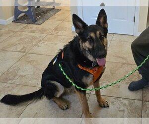 German Shepherd Dog Dogs for adoption in Essex, VT, USA