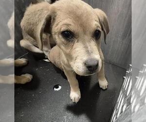 Labrador Retriever-Unknown Mix Dogs for adoption in San Antonio, TX, USA