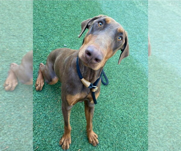 Medium Photo #2 Doberman Pinscher-Unknown Mix Puppy For Sale in Lakewood, CO, USA