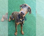 Small #1 Doberman Pinscher Mix