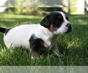 Jack Russell Terrier Puppy for sale in MISSOURI VALLEY, IA, USA