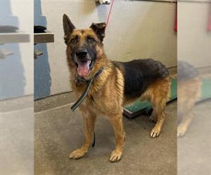 German Shepherd Dog Dogs for adoption in Camarillo, CA, USA