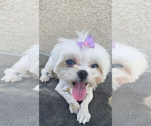 LACEY - Female Maltese Dog for Adoption - Photo #3