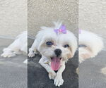 Small Photo #3 Maltese Puppy For Sale in Dana Point, CA, USA