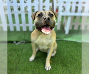 Staffordshire Bull Terrier-Unknown Mix Dogs for adoption in Long Beach, CA, USA