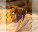 Small #1 American Staffordshire Terrier Mix