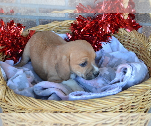 Medium Photo #27 Jug Puppy For Sale in GREENWOOD, WI, USA