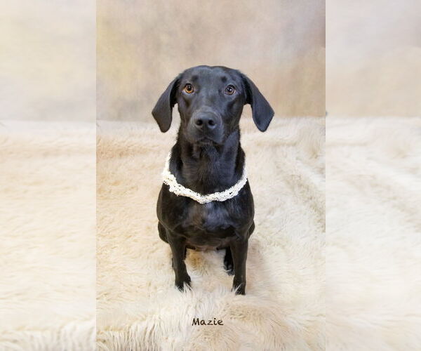Medium Photo #4 Labrador Retriever-Unknown Mix Puppy For Sale in Hot Springs Village, AR, USA