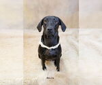 Small #3 Labrador Retriever Mix