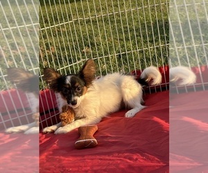 Papillon Puppy for Sale in SULPHUR SPRINGS, Texas USA