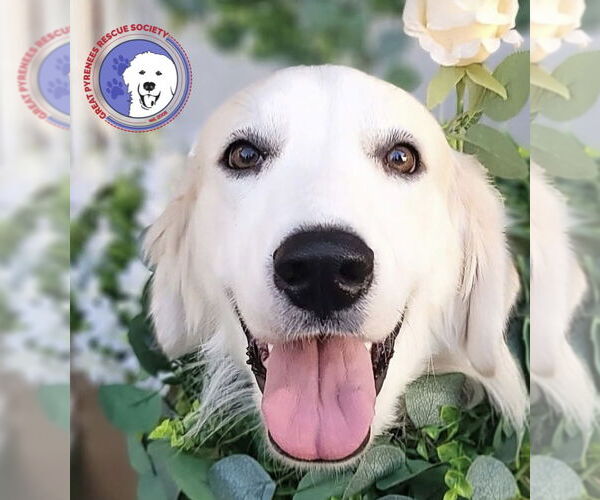 Medium Photo #1 Great Pyrenees Puppy For Sale in Spring, TX, USA