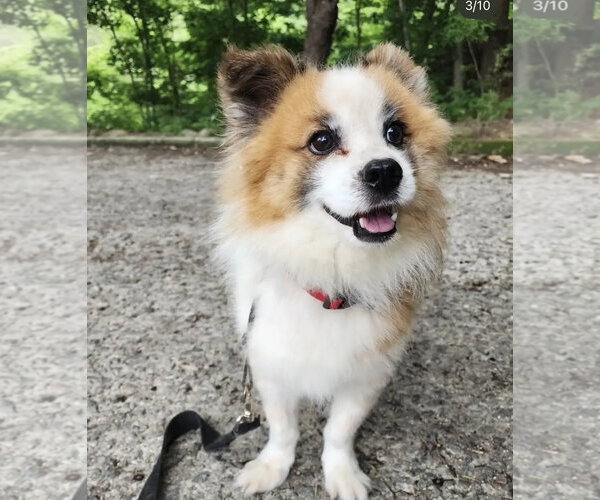 Medium Photo #5 Pomeranian-Unknown Mix Puppy For Sale in Agoura Hills, CA, USA
