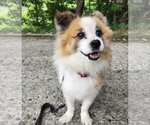 Small #4 Pomeranian Mix