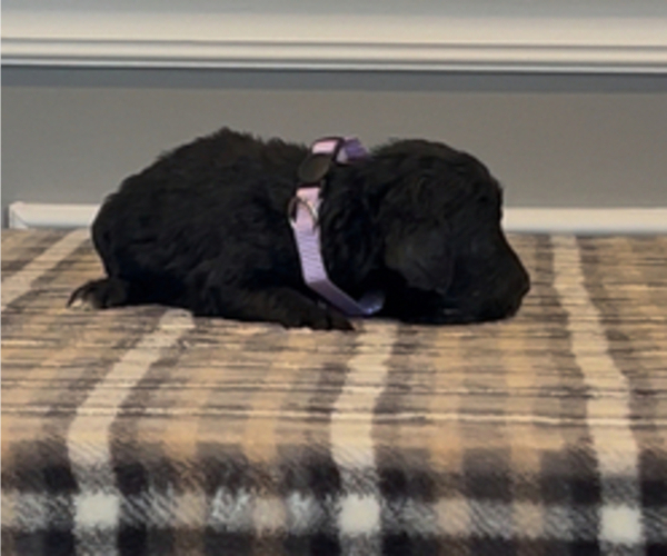 Medium Photo #2 Bernedoodle-Labradoodle Mix Puppy For Sale in MILFORD, NJ, USA
