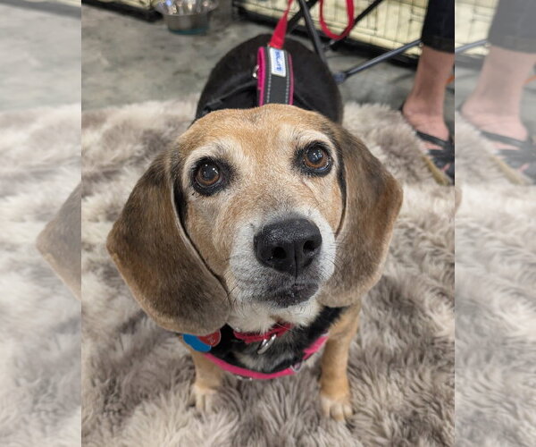 Medium Photo #3 Beagle Puppy For Sale in Dunnellon, FL, USA