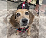 Small #2 Beagle