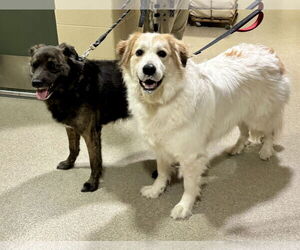 Great Pyrenees Dogs for adoption in Virginia Beach, VA, USA