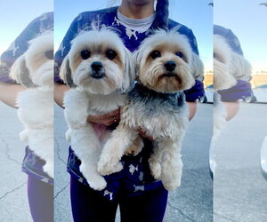 Maltese-Unknown Mix Dogs for adoption in Santa Clarita, CA, USA