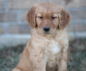 Golden Retriever Dog for Adoption in BENTON, Kansas USA