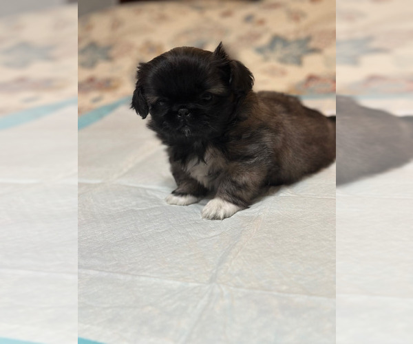 Medium Photo #1 Pekingese Puppy For Sale in RICHLANDS, NC, USA