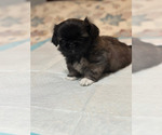 Puppy Lilly Pekingese