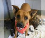 Small #1 American Staffordshire Terrier Mix