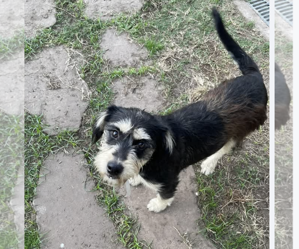 Medium Photo #1 Mutt Puppy For Sale in Kankakee, IL, USA