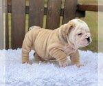 Small Photo #1 Bulldog Puppy For Sale in QUEEN ANNE, WA, USA