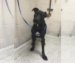 Mutt Dogs for adoption in Conroe, TX, USA