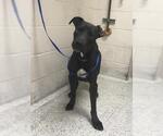 SAGE - Female Mutt Dog for Adoption - Small photo
