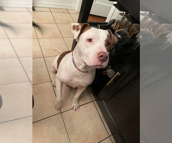 Medium Photo #17 American Staffordshire Terrier-Unknown Mix Puppy For Sale in New York, NY, USA