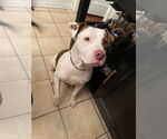 Small #16 American Staffordshire Terrier Mix