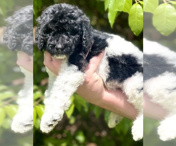 Medium Photo #1 Goldendoodle Puppy For Sale in FAYETTEVILLE, GA, USA